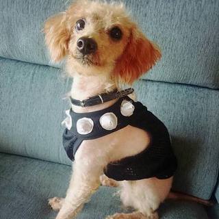 トイプードル　プルートくん　里親募集