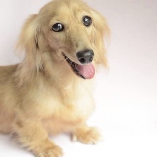 ダックスのリーベちゃん　ミニチュアダックス