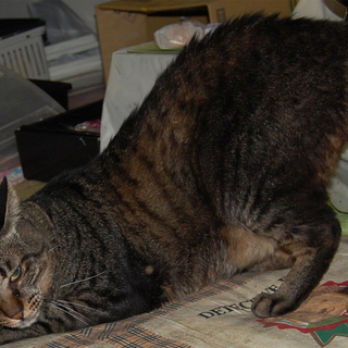 助けて下さい、大至急！