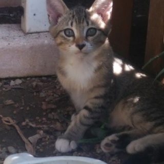 元気な子猫たち