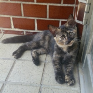 元気な子猫たち