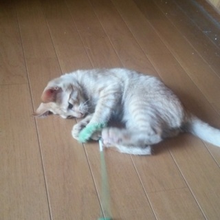 元気な子猫たち