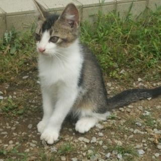 元気な子猫たち