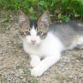 元気な子猫たち