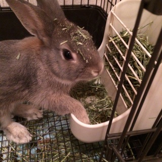 ネザーランドドワーフ オス 