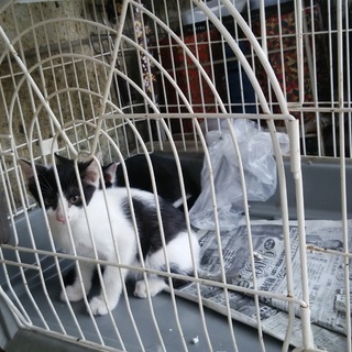 新しい飼い主さまを募集します  その2