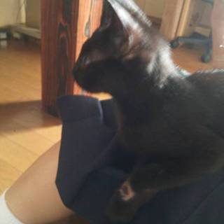 [緊急]黒猫の子猫ちゃん