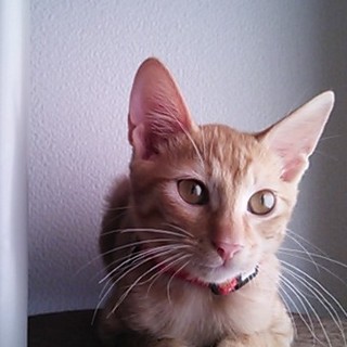 茶トラ兄弟 三か月