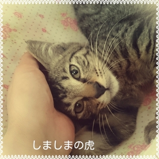 あまたれのしましま3.5ヶ月