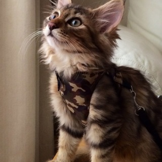 とっても人懐こい、長毛の美猫、医療チェック済