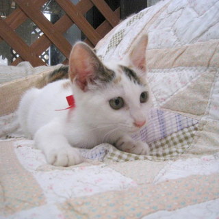 綺麗な白三毛の女の子♪