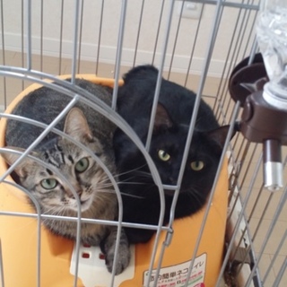 去勢済。よろしくおねがいします。