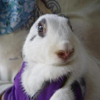 寺小屋保護っ子★アンドゥちゃん★