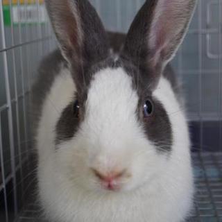 寺小屋一時預かりうさぎさん★になくん★