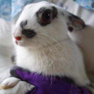 寺小屋一時預かりうさぎさん★シプちゃん★