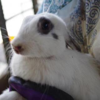 寺小屋一時預かりうさぎさん★しぃちゃん★