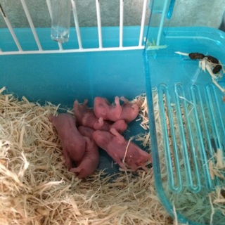 7月20日産まれのロングヘアーです。