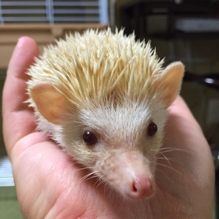 ハリネズミ里親探しています