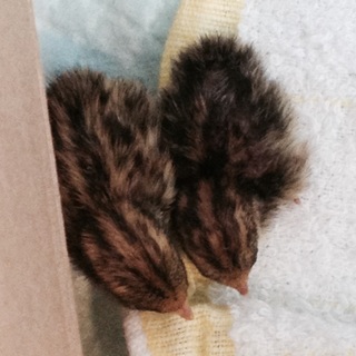 姫うずらの雛の里親が決まりました。