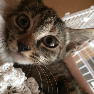 かわいらしいキジとらちゃん♀２匹