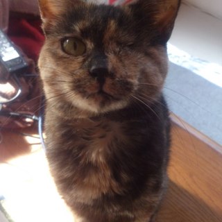 グレサビ猫片目のぐれちゃん