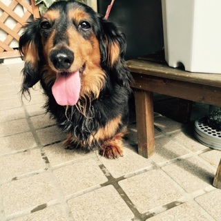 人好きで 気の優しい犬です。