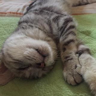 甘えん坊なアメショ