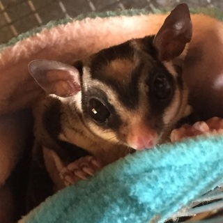 フクロモモンガペアの里親様募集します