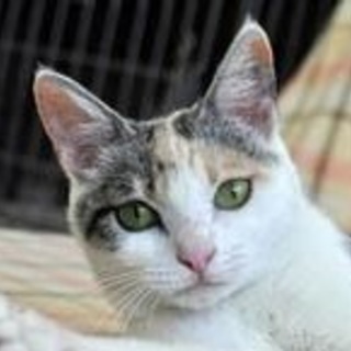 美人な白三毛柄のサンデーちゃん♪