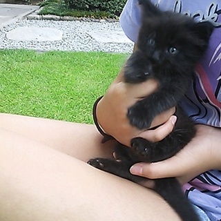 ふわふわ長毛♪１ヶ月の黒猫♪目はブルー男の子です
