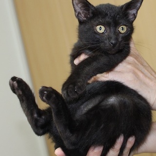 ゴロゴロ甘えっ子のつやつや黒ネコちゃんです♪