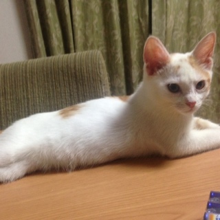 性格よし、元気いっぱいの可愛い子達です！