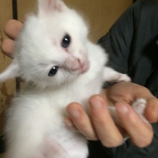 真っ白ふわふわブルーアイの子猫