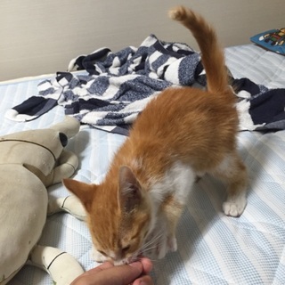 すごくかわいい茶トラの子猫の里親募集です