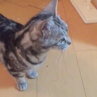 可愛いマンチカンです！