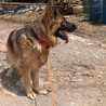 ジャーマンシェパードの新しい飼い主さん募集中♪ サムネイル4