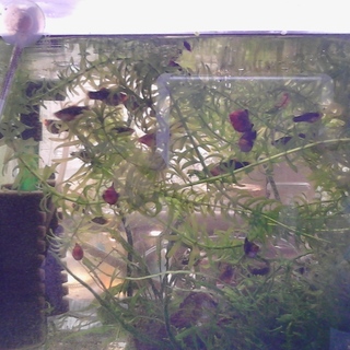 プラティ☆ブラック!