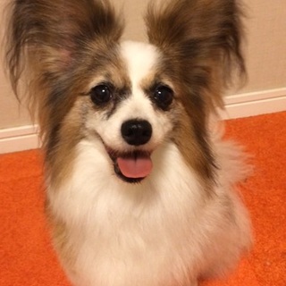 人も犬も大好き。パピヨン白茶メス4kg