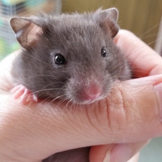 クロクマの赤ちゃん