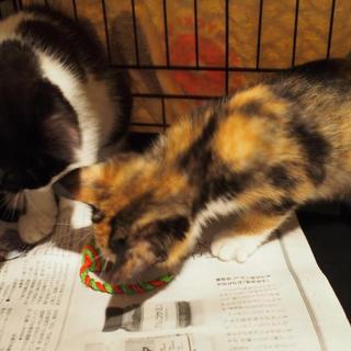 仲の良い兄妹を家族に迎えてください！