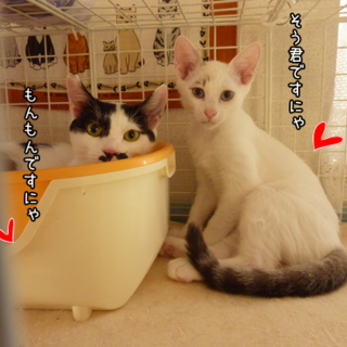 そうちゃん（右）4ヶ月フレンドリーな男の子