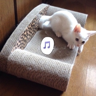 キュートなマゲちゃん♪女の子