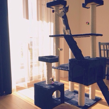 キャットタワー気に入ってくれたかな？