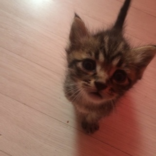 仔猫もらって下さい!!男の子✩