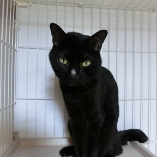 この子の最後の家族になって下さい。