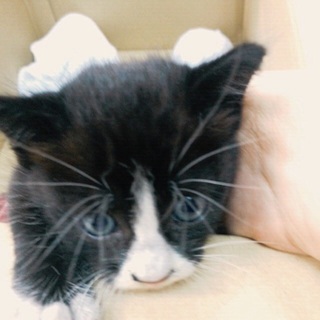 生後2〜3週間の子猫