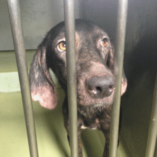 猟犬ミックスちゃん、待ってます！