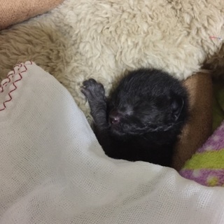 子猫ちゃんの里親募集中です