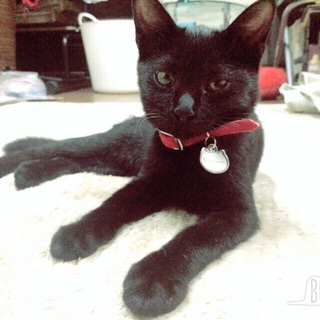 黒猫の赤ちゃんを保護しています！