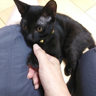 ゴロゴロ遊び好きなつやつや黒ネコちゃんです★
